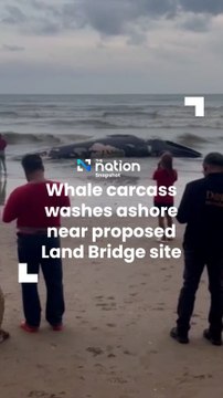 Whale carcass washes ashore near proposed Land Bridge site