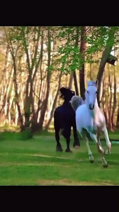 Horse🐎🐎 lovers