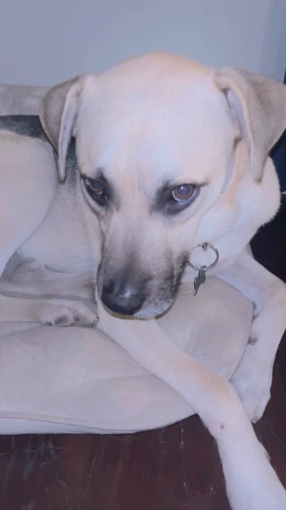 My dog isnt camera shy