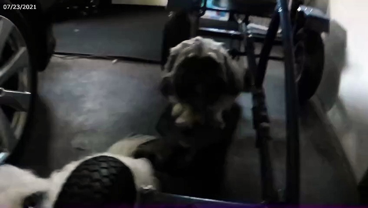 I think puppy ready to go out for a ride!