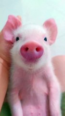 😻 Welcome to the ultimate cat extravaganza! In this paws-itively entertain