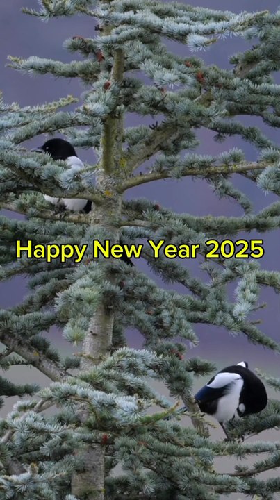Happy New Year 2025