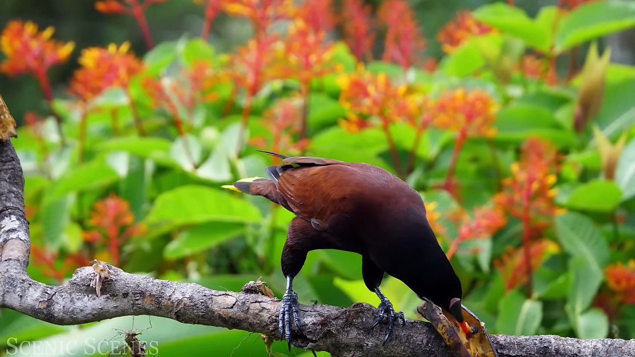 Tropical Birds In 4k - Beautiful Bird Sounds Of Rainforest ｜ Jungle Sounds ｜ Scenic Relaxation Film