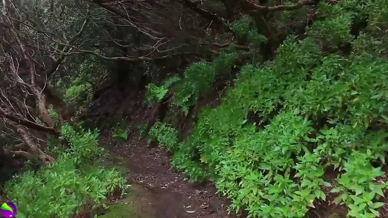 Come on... let's walk through the jungle.   Soothing music of birds, nature - relaxing forest sounds with meditation and stress relief.