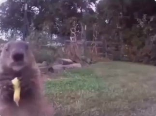 Un granjero instala una cámara y descubre ha estado comiéndose su cosecha todo este tiempo