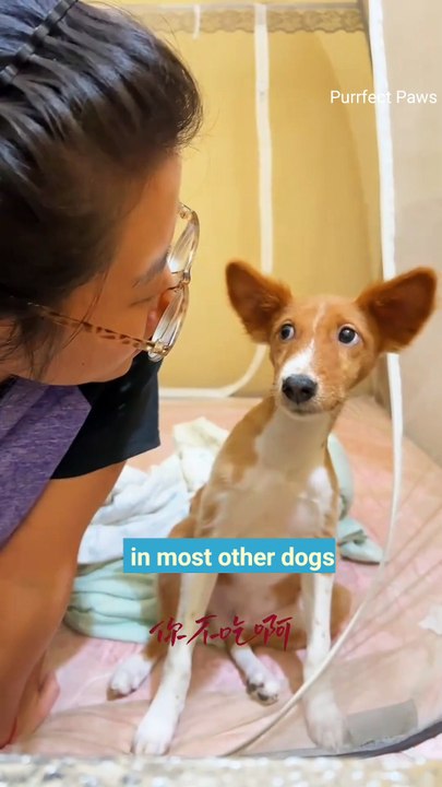 The Yodeling Dog \ The Only Dog Which Cannot Bark