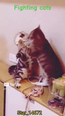 __fighting cats__ #cat #funnyanimals #lover @Star_14672
