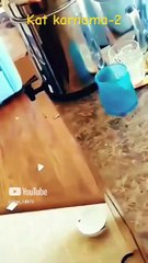 √Kat karnamaπ-2🥲 #cats #funny #love #shorts #comedy  @Star_14672