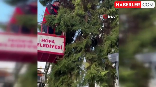 Ağaçta Mahsur Kalan Kedi İtfaiye Ekipleri Tarafından Kurtarıldı