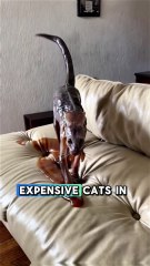 Most expensive Cat breeds only balliniors can adopt