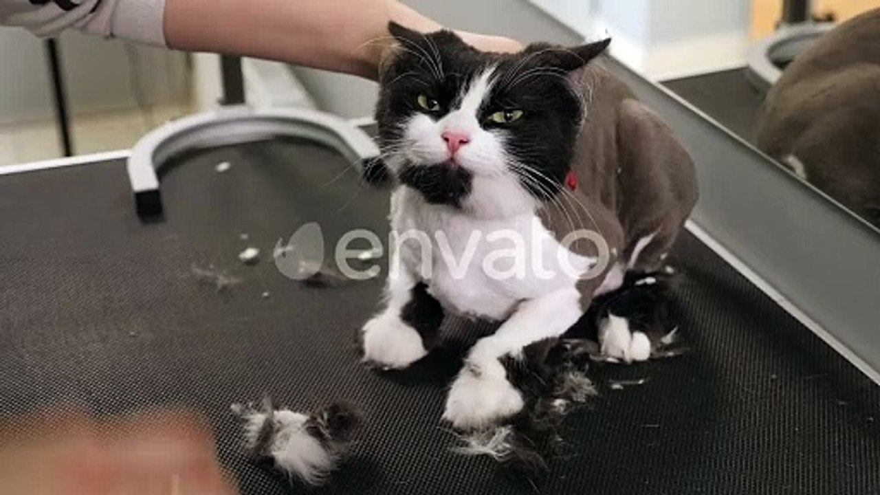 Cute cat