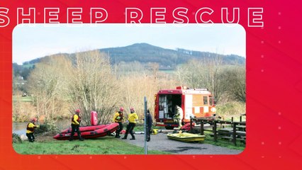 SHEEP RESCUED FROM RIVER USK AT ABERGAVENNY