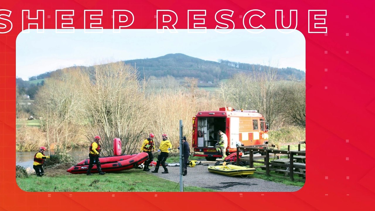 SHEEP RESCUED FROM RIVER USK AT ABERGAVENNY