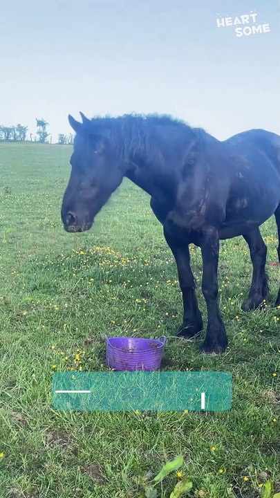 Horse Shows Off Perfect Smile That'll Make You Laugh! - Video Dailymotion