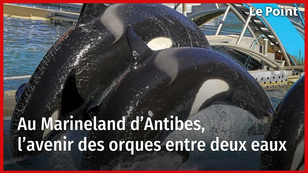 Au Marineland d’Antibes, l’avenir des orques entre deux eaux