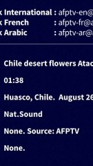 CURATION - désert fleuri d'Atacama