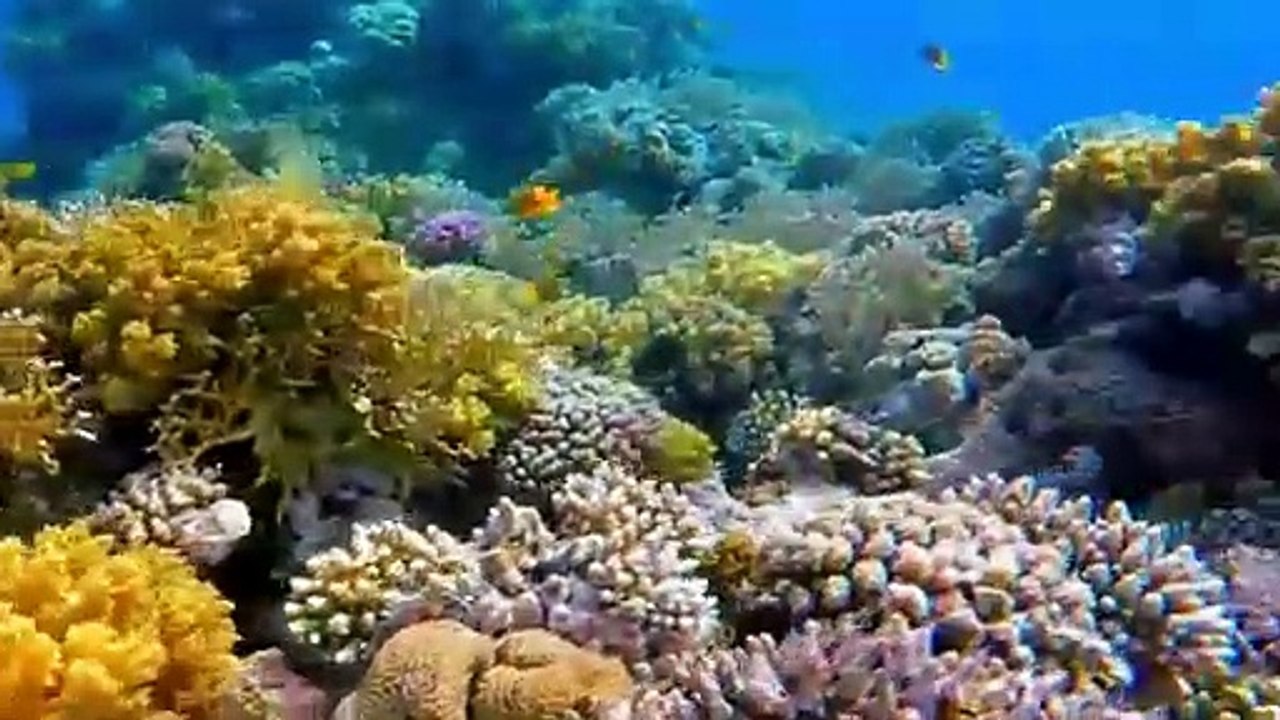 Freediving course Bali