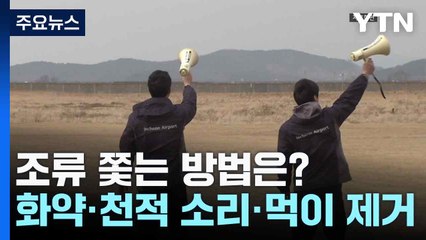 조류 쫓는 방법은?...화약·천적 소리·먹이 제거 / YTN