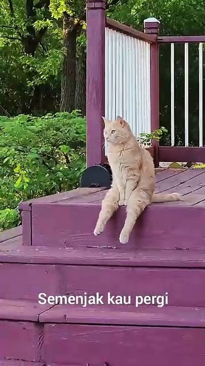 Funny cat