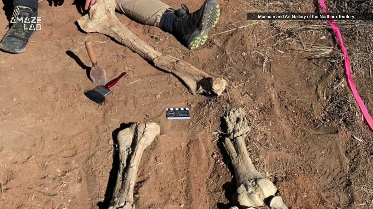 This Bird Has Been Long Extinct and We Can Finally Take a Look at Its Bones!