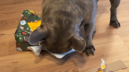 Frenchie pup takes charge and opens her own Christmas present