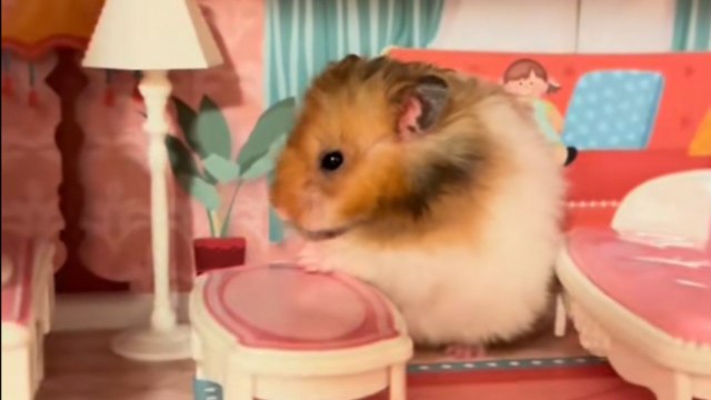Gen Z parents build a perfect dollhouse that meets their hamster’s needs
