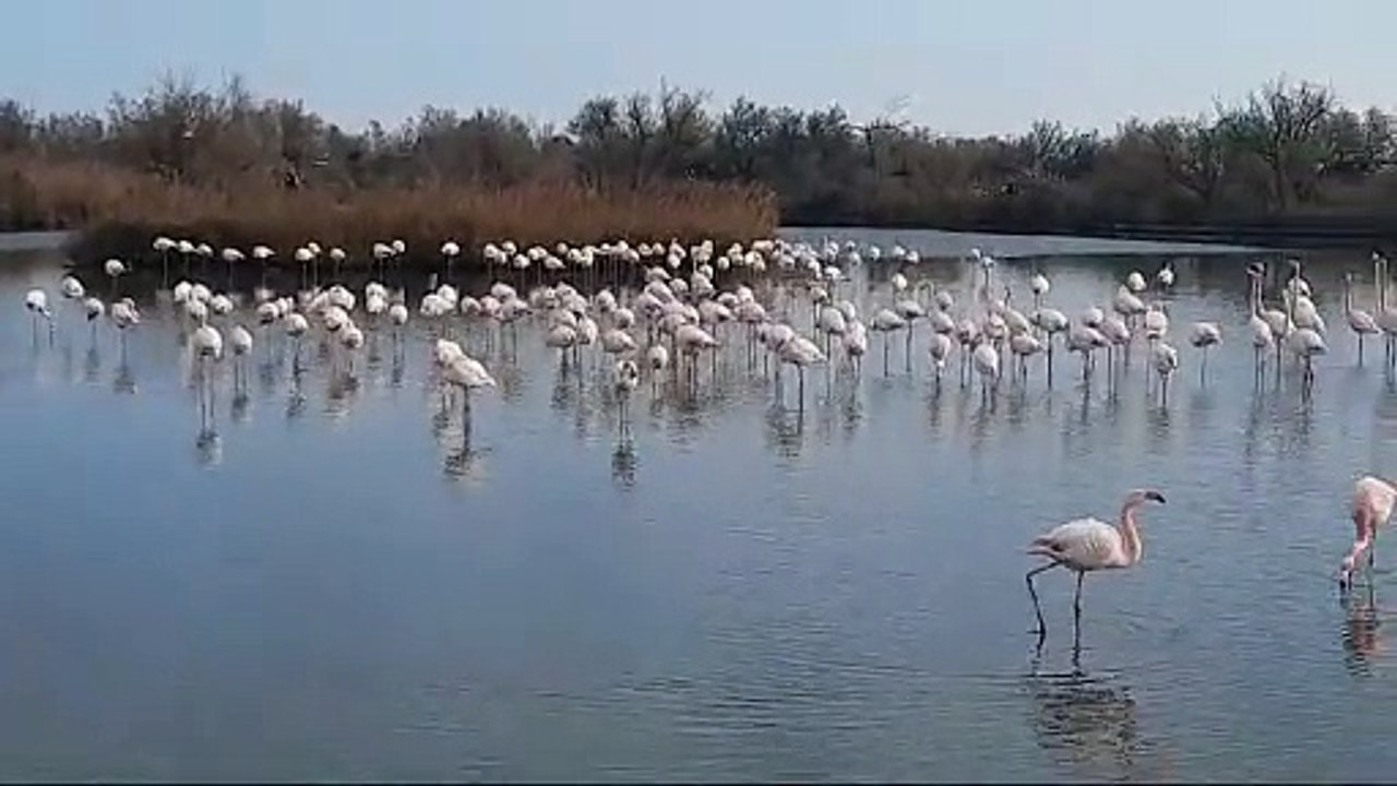 La parade nuptiale des flamants roses au parc ornithologique du Pont de Gau