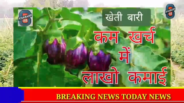 Baigan ki kheti kaise kare || खेती बारी || baigan ki kheti karne ka tarika || sabji ki kheti #agriculture #khabar 58 #krisi video