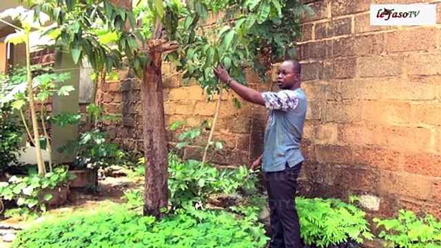 Burkina/ Environnement : Djibril Diasso dompte l’aridité des sols avec des arbres fertilitaires