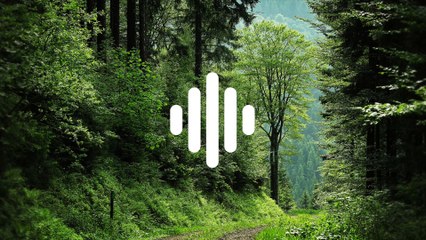 Forest ambience | Nature sound effects | Birds Chirping