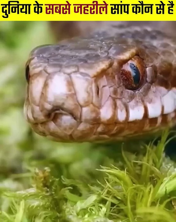 Snake