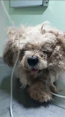 Umuaramenses resgatam da rua cão debilitado e pedem ajuda para custear tratamento