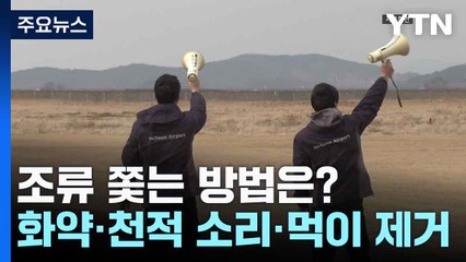 조류 쫓는 방법은?...화약·천적 소리·먹이 제거 / YTN