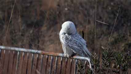 'Majestic' snowy owl spotted in Brooklyn nature preserve, over 1,000 miles from home