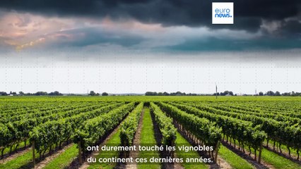 La production de champagne et de prosecco est-elle menacée dans l'UE ?