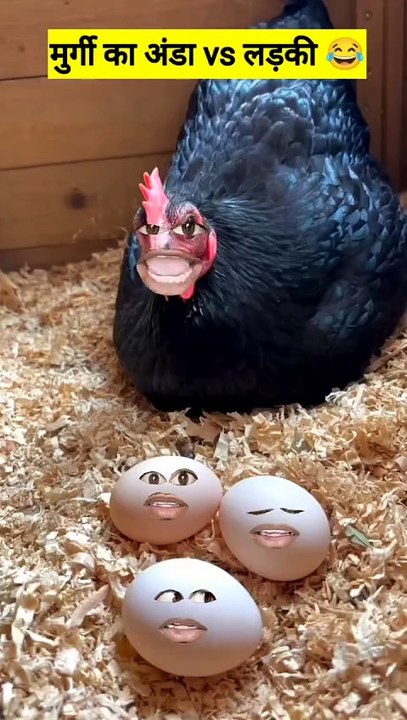 Happy New Year from Hens and Eggs