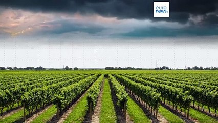 Η παραγωγή και οι εξαγωγές αφρώδους οίνου μειώθηκαν κατά 8%  στην ΕΕ