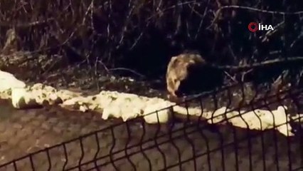 Tunceli sokaklarında beklenmedik misafir