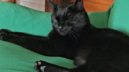 'I Can't Relax!' - Cat goes into high-alert mode after unexpectedly hearing dog bark