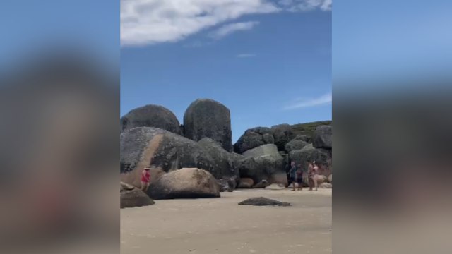 VÍDEO: Banhistas desrespeitam espaço de elefantes-marinhos e colocam a vida dos animais em risco no litoral de SC