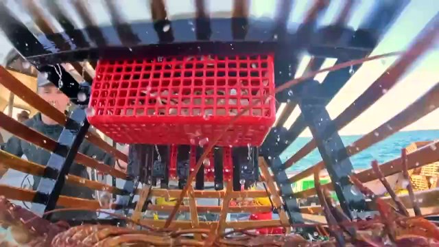 West Australian rock lobster exports to China resume as fishers rejoice