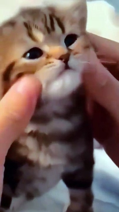 FUNNY CUTE CAT