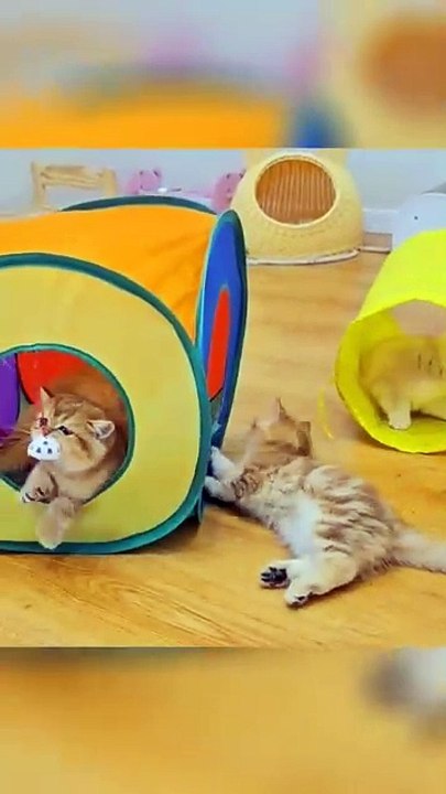 FUNNY CUTE CAT