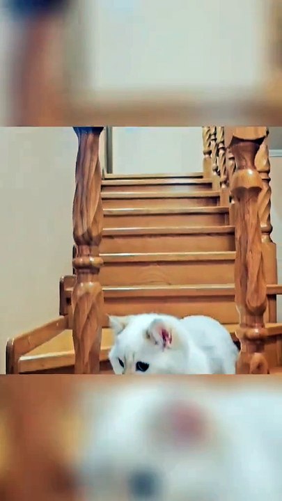 FUNNY CUTE CAT