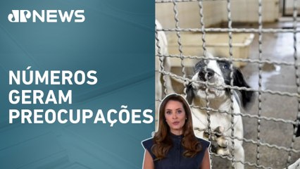 Busca por animais como “presentes” aumenta 80%; Patrícia Costa analisa