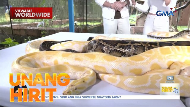 Susuwertehin daw ang hahawak ng ahas ngayong taon?! | Unang Hirit