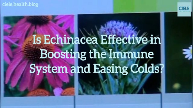 Is Echinacea Effective in Boosting the Immune System and Easing Colds