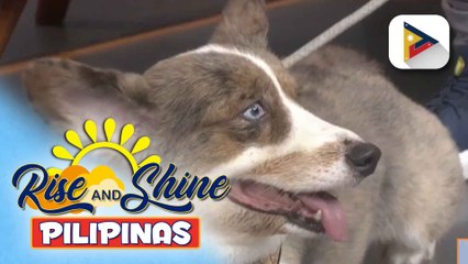 Paano ang tamang pag-aalaga ng Cardigan Welsh corgi