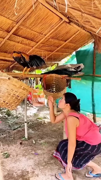 Tai ayam!! 😂