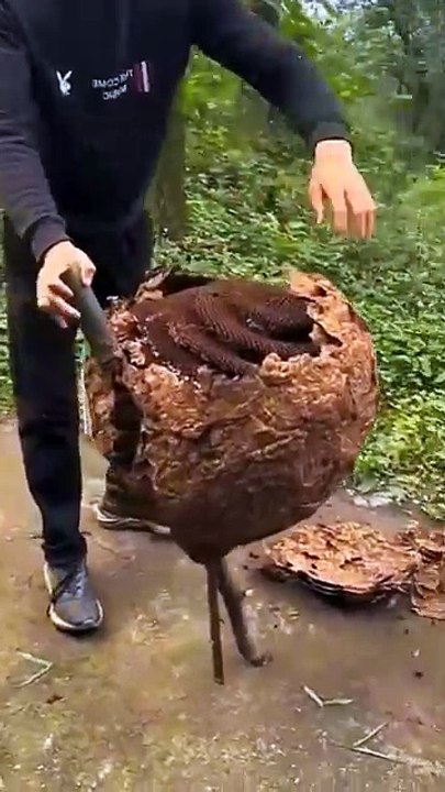 Anatomy of an Asian Giant Hornets nest.